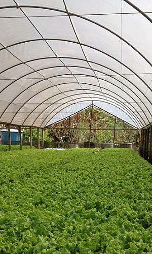 lona para estufa de hortaliças lona para estufa de hortaliças