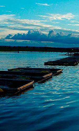 Tela para piscicultura  Tela para piscicultura